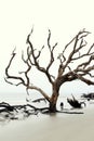 Emotive image of trees, stripped bare from the elements, DriftWood Beach, Jekyll Island, 2015