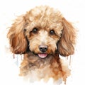 Emotive Watercolor Poodle Puppy Portrait By Dom Qwek