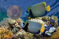 Emperator angelfish Pomacanthus imperator Royalty Free Stock Photo
