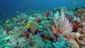 Emperior angelfish Pomacanthus imperator in coral of Red sea Sudan