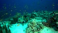 Emperior angelfish Pomacanthus imperator in coral of Red sea Sudan