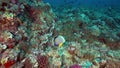 Emperior angelfish Pomacanthus imperator in coral of Red sea Sudan