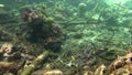 Emperior angelfish Pomacanthus imperator and Longjawed squirrelfish in coral under the mangroves in Raja Ampat,