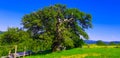 Emperior Lazar`s oak Royalty Free Stock Photo