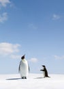 Emperor and Adelie Penguin Royalty Free Stock Photo