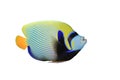 Emperor Angelfish Royalty Free Stock Photo