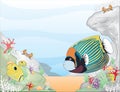 Emperor angelfish Royalty Free Stock Photo