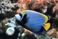 Emperor angelfish Royalty Free Stock Photo