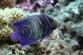 Emperor Angelfish Royalty Free Stock Photo