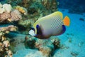 Emperor Angelfish Royalty Free Stock Photo