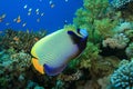 Emperor Angelfish Royalty Free Stock Photo