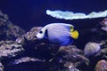 Emperor angelfish Royalty Free Stock Photo