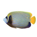 Emperor Angelfish Royalty Free Stock Photo