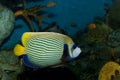 Emperor Angelfish (Pomacanthus imperator) Royalty Free Stock Photo