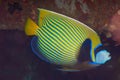 Emperor Angelfish (Pomacanthus imperator) Royalty Free Stock Photo