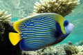 Emperor angelfish - Pomacanthus imperator Royalty Free Stock Photo