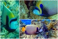 Emperor Angelfish Pomacanthus imperator Red Sea,Collage set Royalty Free Stock Photo