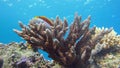 Emperor angelfish, Pomacanthus imperator Red Sea. Royalty Free Stock Photo