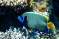 Emperor angelfish Pomacanthus imperator in Red Sea, Egypt. Beautiful tropical fish with colorful diagonal stripes Royalty Free Stock Photo