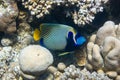 Emperor angelfish Pomacanthus imperator in Red Sea, Egypt. Beautiful tropical fish with colorful diagonal stripes Royalty Free Stock Photo