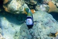 Emperor Angelfish Pomacanthus imperator Red Sea,Portrait Royalty Free Stock Photo