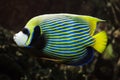 Emperor angelfish Pomacanthus imperator Royalty Free Stock Photo