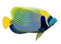 Emperor angelfish