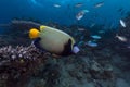 Emperor angelfish in the Red Sea.