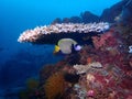 Emperor Angelfish under acropora coral Royalty Free Stock Photo