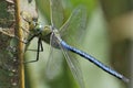 Emperor Dragonfly - Anax imperator Royalty Free Stock Photo