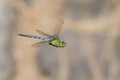 Emperor dragonfly (Anax imperator)