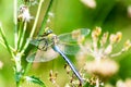 Emperor Dragonfly - Anax imperator perched resting on a plant Royalty Free Stock Photo