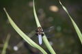 Emperor Dragonfly or Anax imperator sitting on green leaf