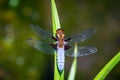 Emperor Dragonfly or Anax imperator sitting on green leaf