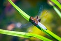 Emperor Dragonfly or Anax imperator sitting on green leaf