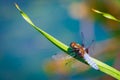 Emperor Dragonfly or Anax imperator sitting on green leaf