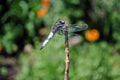 Emperor dragonfly or blue emperor Anax imperator male sitting on dry twigs, green grass soft bokeh Royalty Free Stock Photo