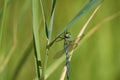 Emperor dragonfly blue emperor Anax imperator hawker dragonfly Aeshnidae macro