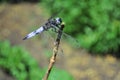 Emperor dragonfly or blue emperor Anax imperator male sitting on dry twig Royalty Free Stock Photo