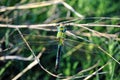 Emperor dragonfly or blue emperor Anax imperator male sitting on dry twigs Royalty Free Stock Photo