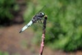 Emperor dragonfly or blue emperor Anax imperator male sitting on dry twigs, green grass soft Royalty Free Stock Photo