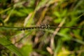 The emperor dragonfly, hawker dragonfly