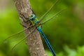 Emperor Dragonfly on a branch