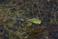 Emperor dragonfly f egg-laying with damselfy