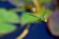 Emperor dragonfly during a flight over a pond