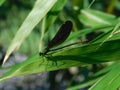 Emperor dragonfly on green leaf