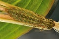 Emperor Dragonfly Larvae
