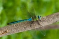 Emperor Dragonfly (male)