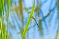 The emperor dragonfly, male Royalty Free Stock Photo