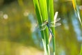 The emperor dragonfly, male Royalty Free Stock Photo